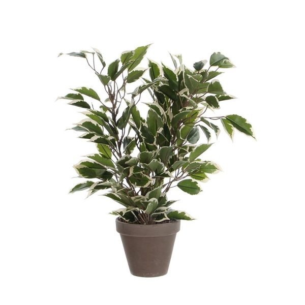 Ficus Natasja Marmorizado Com Vaso 4X11.5Cm