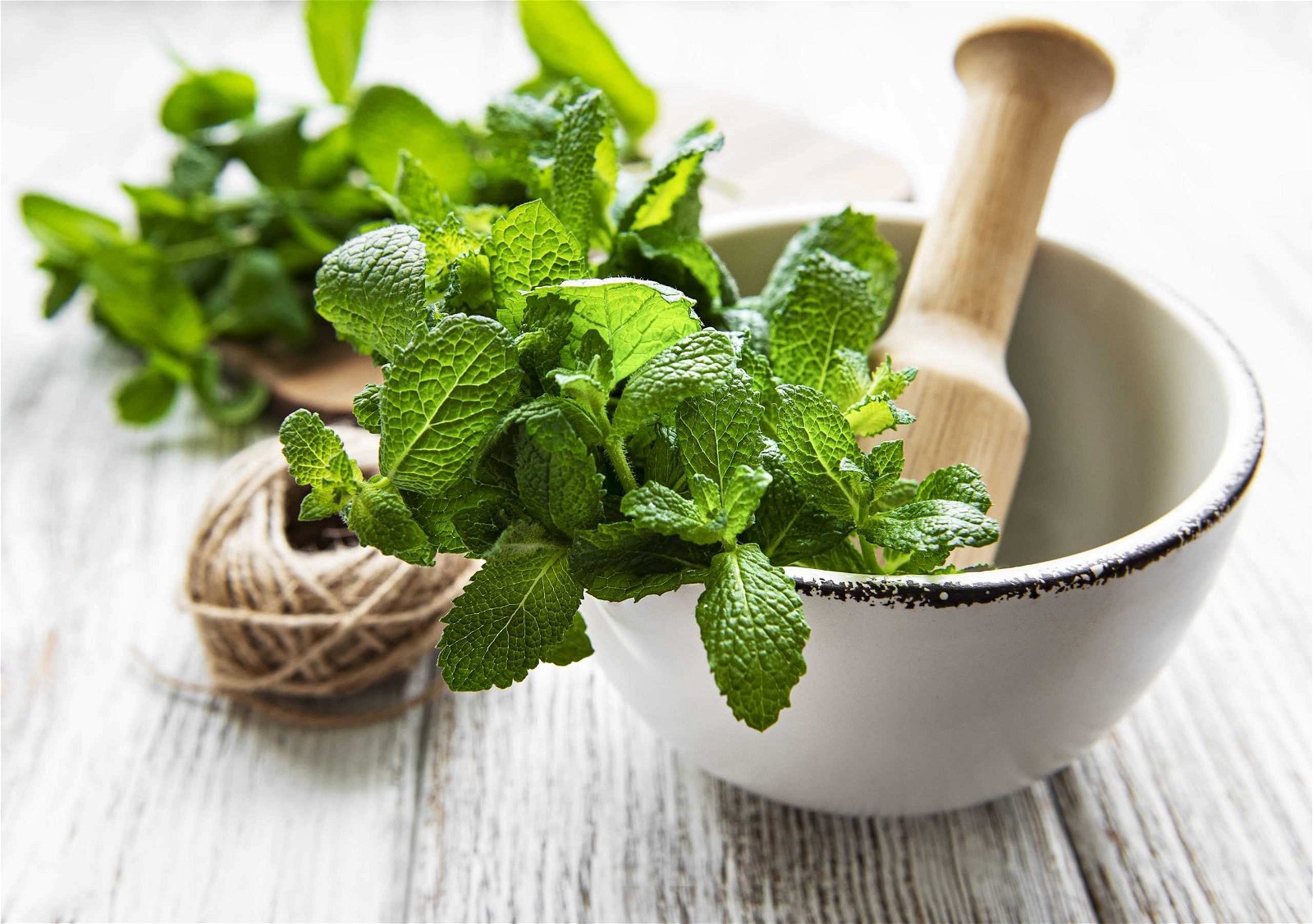 Hortelã plantado em Julho Hortelã plantado em Julho