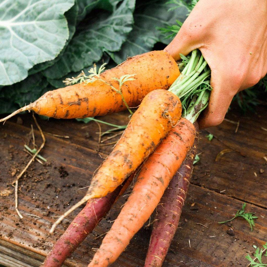 O que cultivar no seu jardim em fevereiro 2022