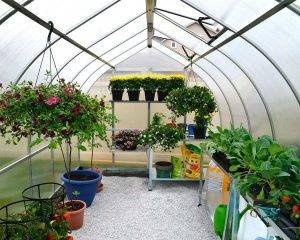 Palram - Canopia | Estufa de Jardim Bella em Policarbonato para cultivo de plantas 2