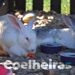 coelheiras