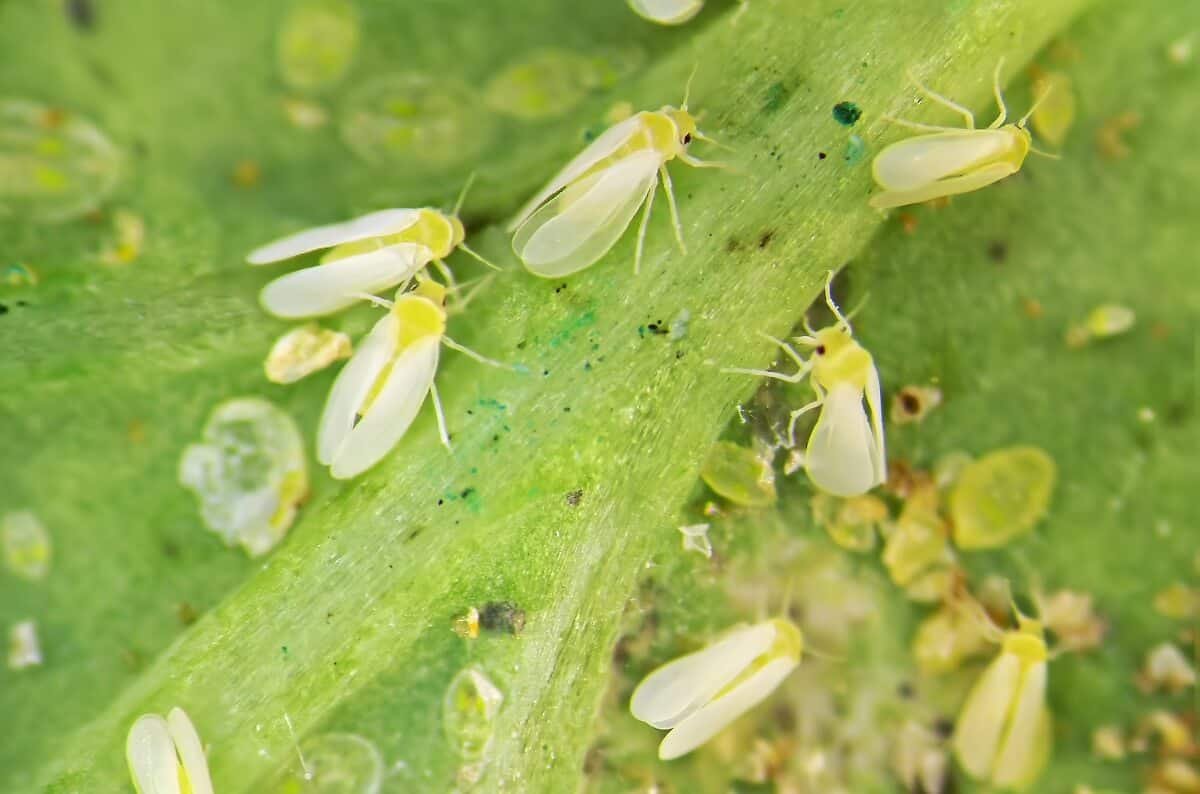 mosca-branca pragas