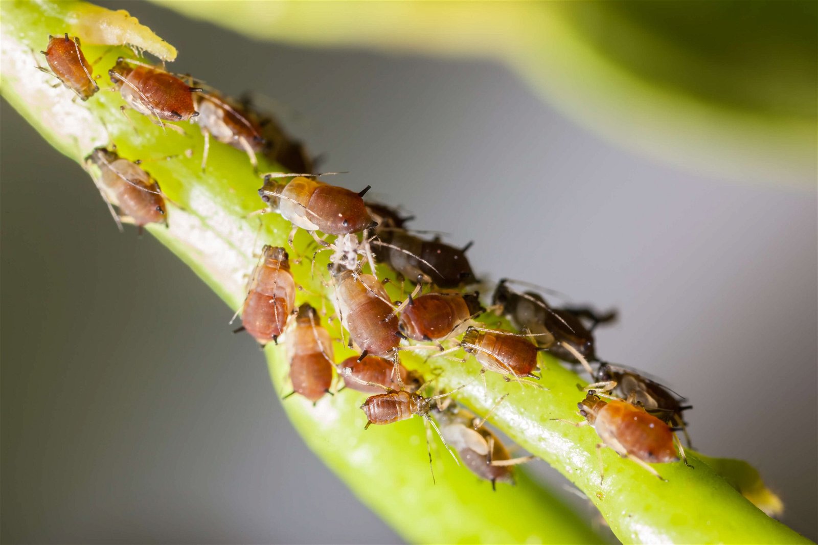 pests-2021-08-26-18-34-01-utc (1) 3 Tipos de pragas e como elimina-las 1